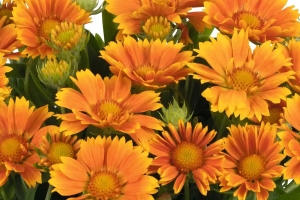 Gaillardia 'Spintop Mango' New 2026